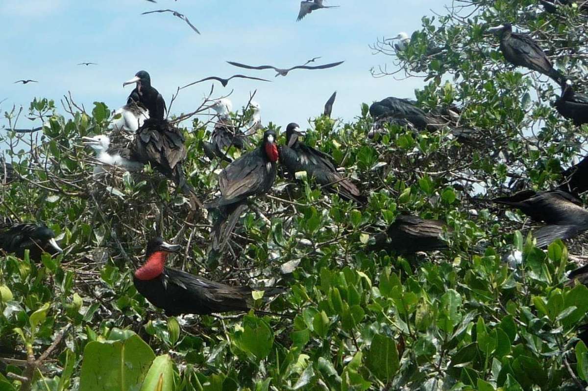 Birds’ island