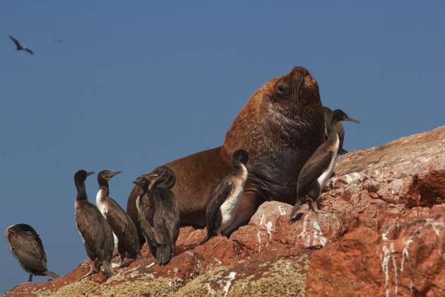 Ballestas island