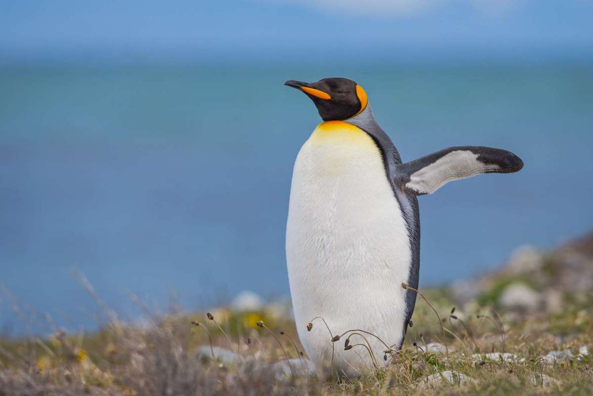 Parc national Pingüinos rey 