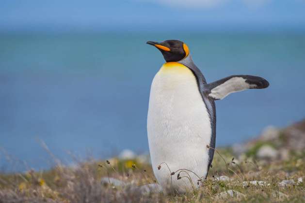 Pingüinos rey National Park 