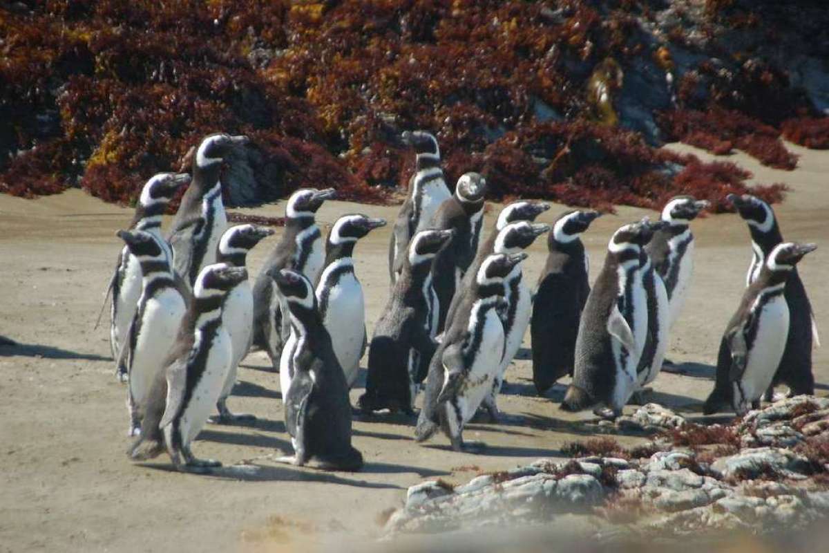 Pinguïneras de Ahuenco 