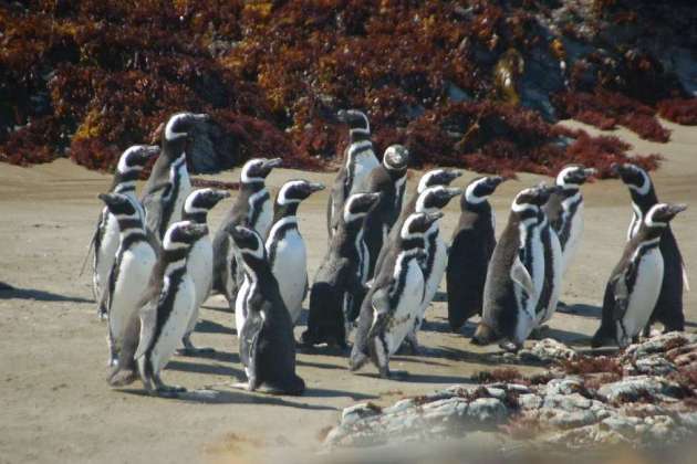 Pinguïneras de Ahuenco 
