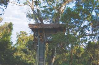 Canopy walk