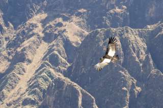 Colca canyon