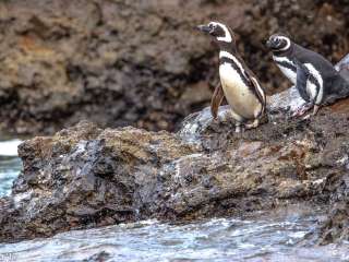 Ancud historique - Colonie de pingouins