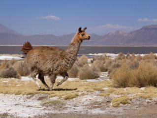 Canyon of Colca and departure for Puno