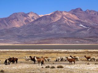 depart trip for Colca Canyon