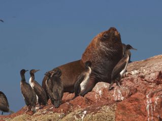 Ballestas Islands