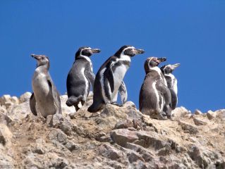 Ballestas Islands