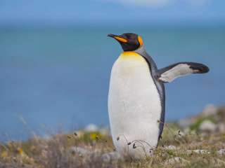 La Terre de Feu et les pingouins royaux