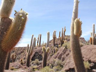 Salar of Uyuni