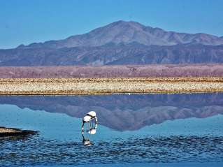 Salar de Atacama et les lagunes altiplaniques