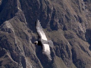 Trekking in the Colca Canyon