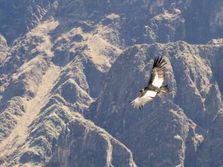 Visit the Colca canyon by car and overnight in Puno