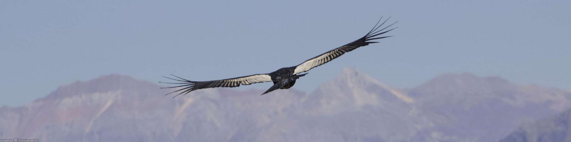 Colca Canyon