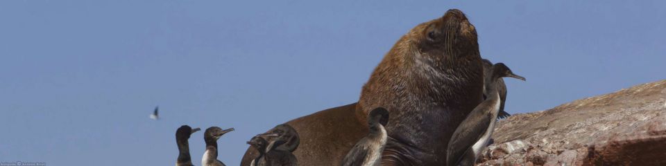 Ballestas Islands